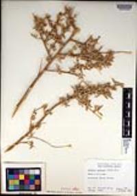 Atriplex canescens var. canescens image