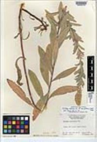 Solidago velutina image