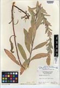 Solidago velutina subsp. californica image