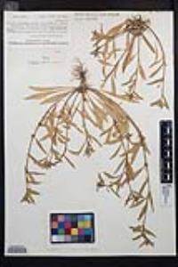 Camissoniopsis robusta image