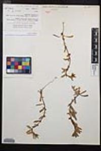 Camissoniopsis micrantha image