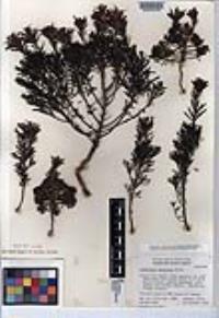 Castilleja fruticosa image