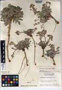 Physaria peninsularis image