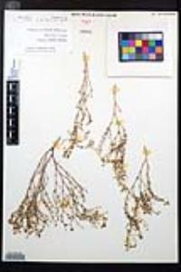 Fagonia laevis image