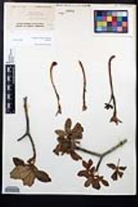 Aesculus parryi image