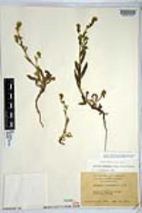 Amsinckia menziesii image