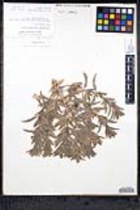 Trichostema lanceolatum image
