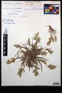 Bromus hordeaceus image