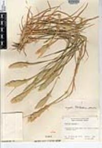 Phalaris paradoxa image