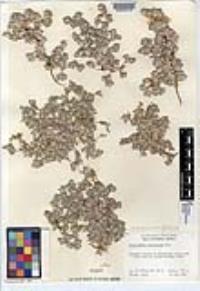 Psilocarphus brevissimus image