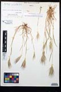 Bromus rubens image