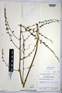Chlorogalum parviflorum image
