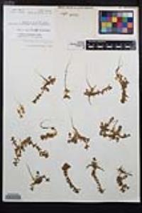 Epilobium campestre image