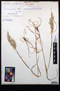 Bromus hordeaceus image