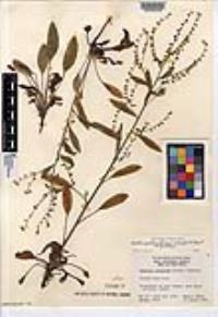 Hackelia pinetorum var. pinetorum image