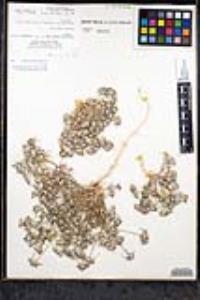 Eriastrum sapphirinum subsp. dasyanthum image