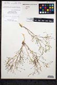 Saltugilia caruifolia image