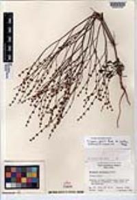 Eriogonum gracile var. incultum image