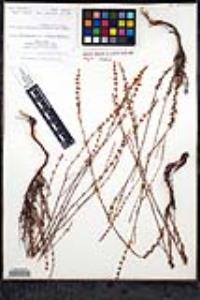 Eriogonum wrightii image