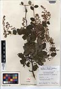 Holodiscus discolor image