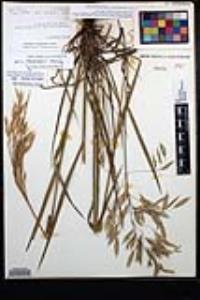 Bromus ciliatus var. richardsonii image