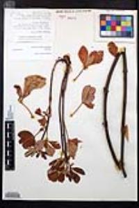 Aesculus parryi image