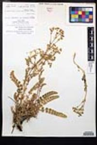 Horkelia clevelandii image