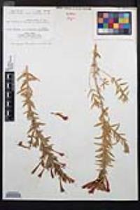 Epilobium canum subsp. latifolium image