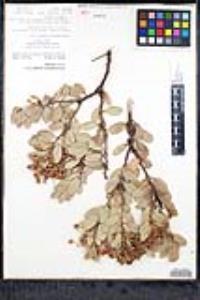 Arctostaphylos pringlei image