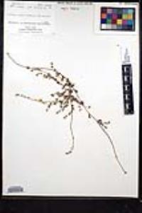 Plagiobothrys collinus var. fulvescens image