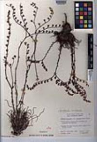 Dudleya attenuata image
