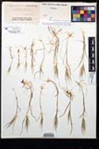 Bromus rubens image