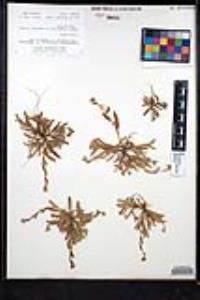 Plagiobothrys collinus image