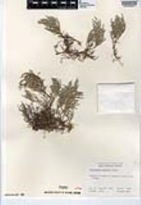 Selaginella bigelovii image