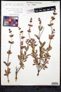 Salvia munzii image