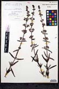 Trichostema parishii image