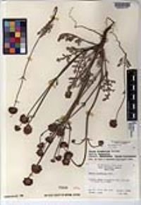 Salvia columbariae image