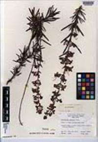 Trichostema parishii image