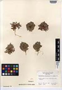 Plagiobothrys collinus image
