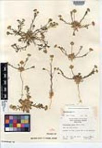 Pentachaeta aurea image