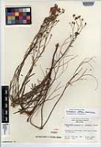 Crocanthemum aldersonii image