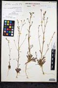 Saltugilia caruifolia image