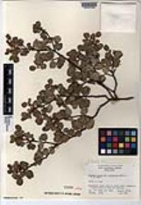Rhamnus ilicifolia image