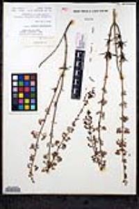 Trichostema parishii image
