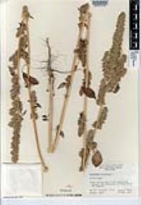 Amaranthus retroflexus image