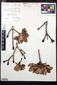Aesculus parryi image