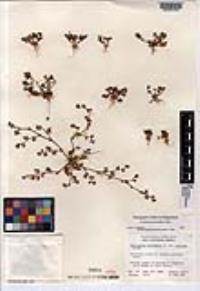 Chorizanthe procumbens image