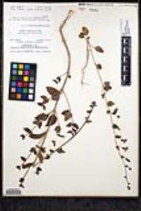 Sairocarpus nuttallianus image