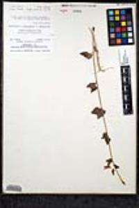 Sairocarpus nuttallianus image