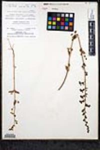 Sairocarpus nuttallianus image